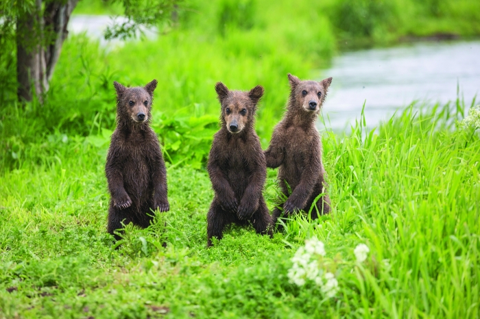 Bear cubs