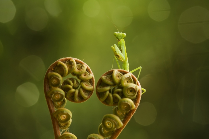Fiddlehead and Preying Mantis