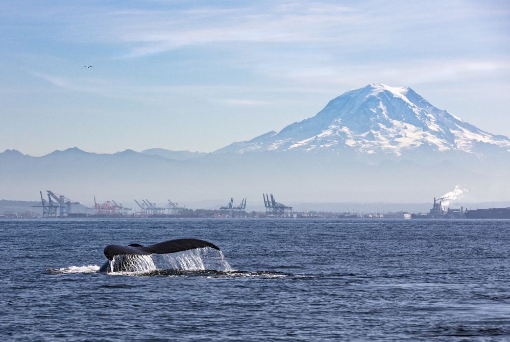 Mt Rainier with whale tale