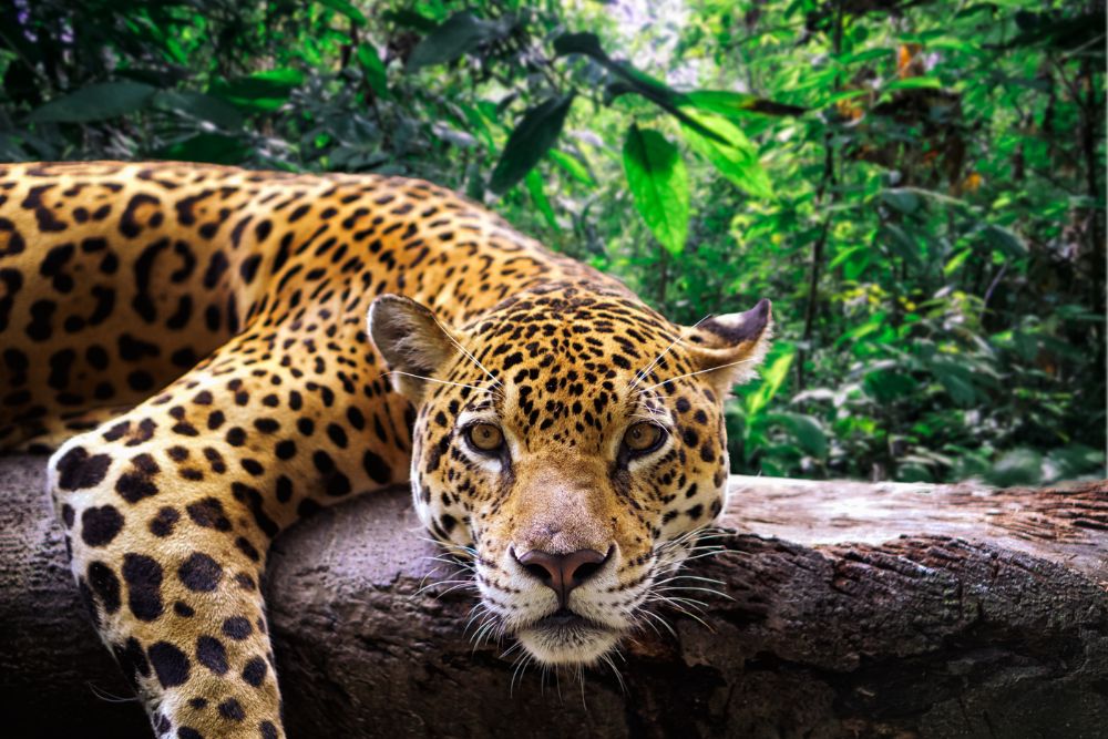 Chill leopard