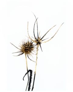 Triple Thistle Stems