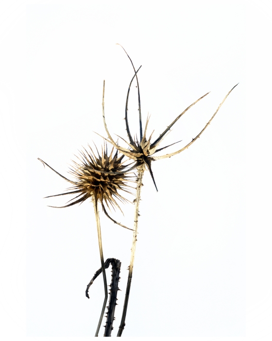 Triple Thistle Stems