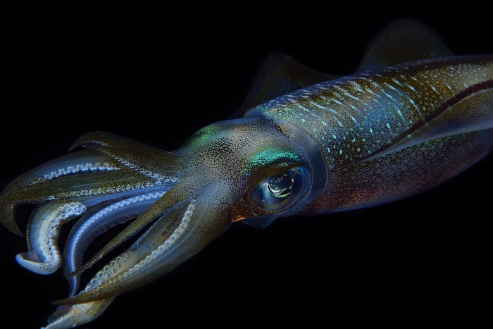 Fluorescent squid