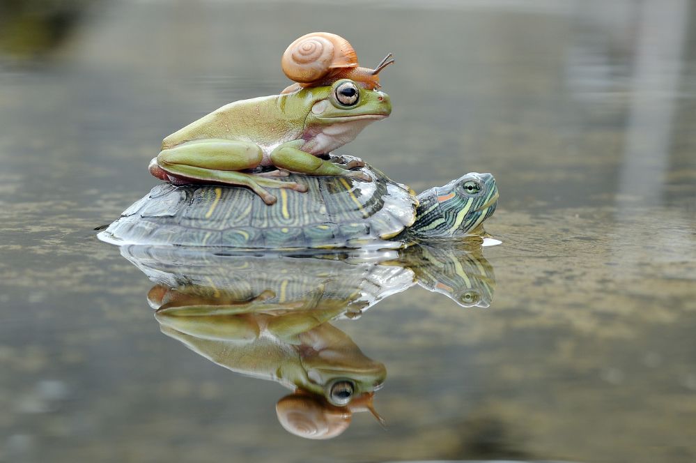 Piggyback in the pond