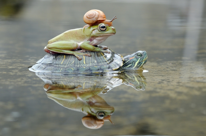 Piggyback in the pond