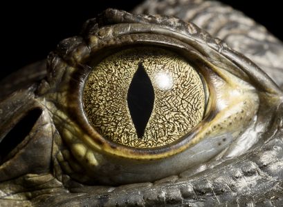 Reptilian eye