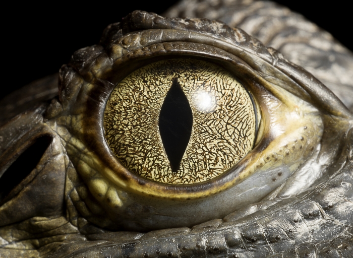 Reptilian eye