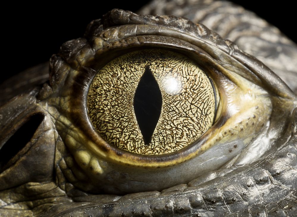 Reptilian eye