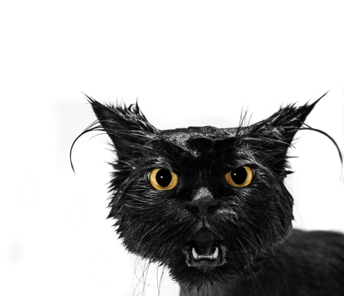 Wet black cat