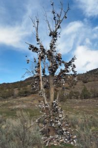 Shoe Tree Eastern Oregon