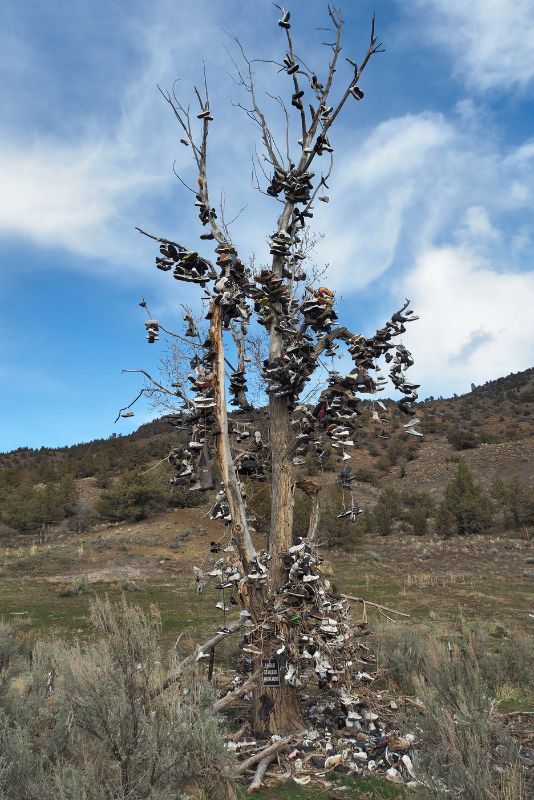 Shoe Tree Eastern Oregon