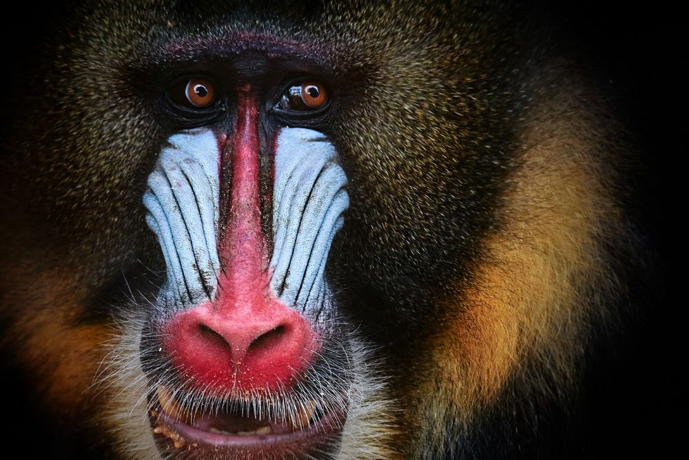 Mandrill portrait