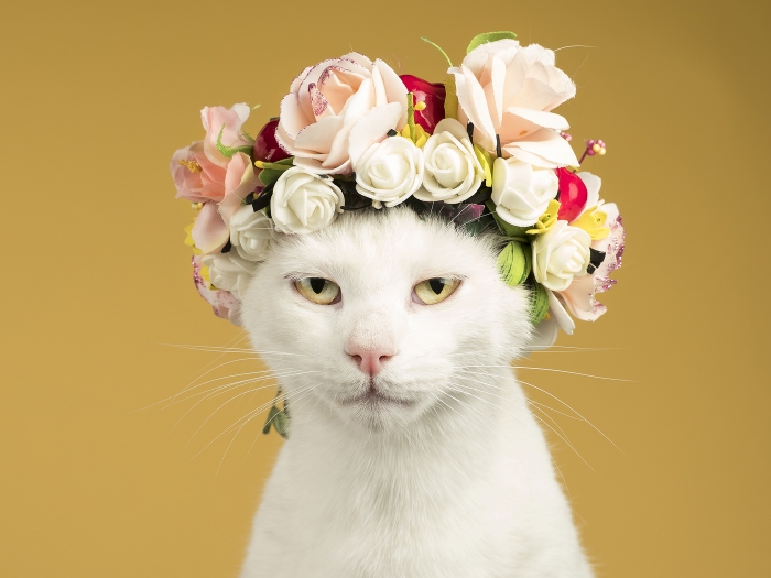 Cat with floral cap