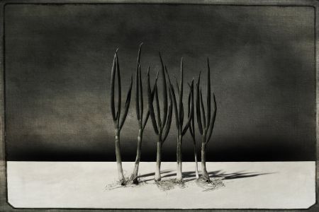 Green Onions still  life