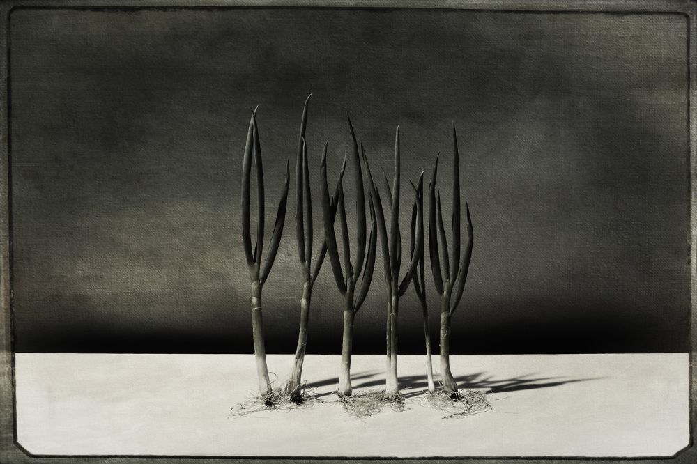 Green Onions still  life