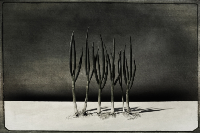 Green Onions still  life