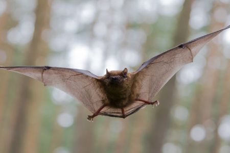 bat in flight