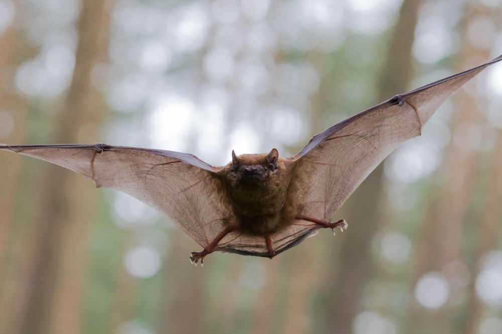 bat in flight