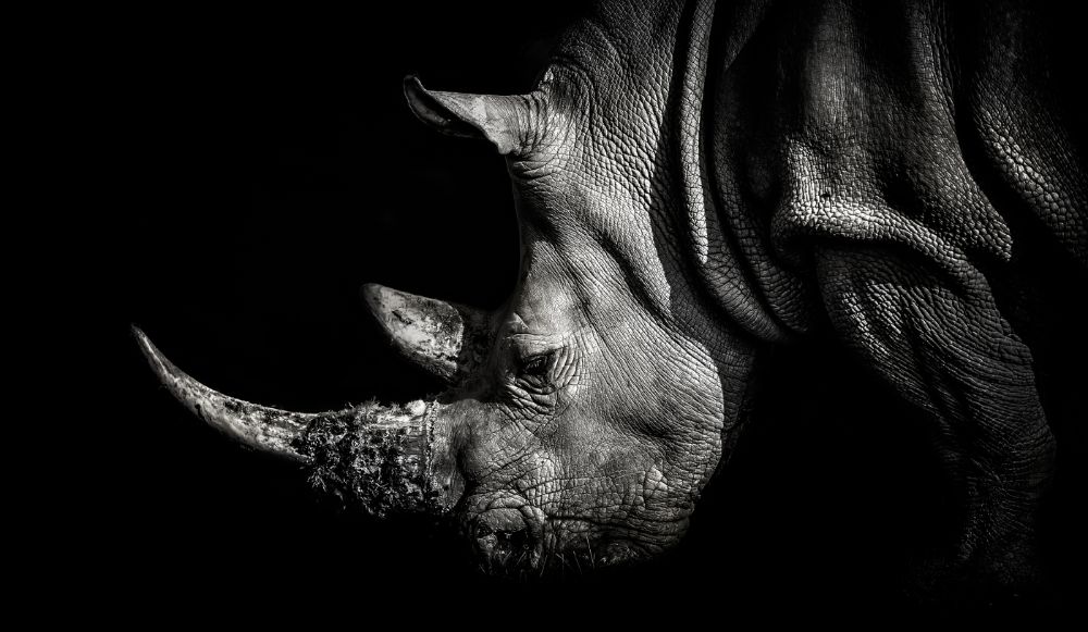 Black Rhinoceros