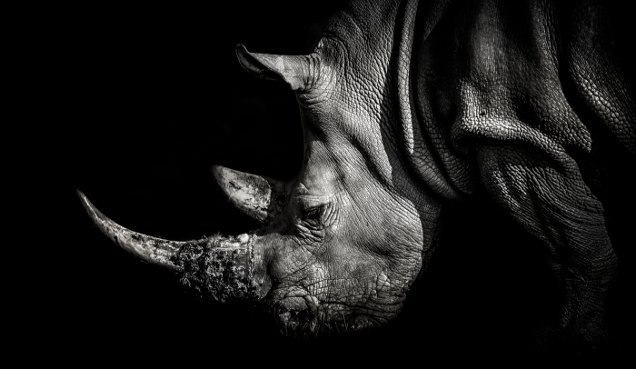 Black Rhinoceros