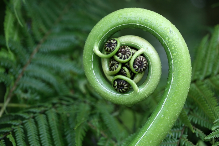 Fiddlehead