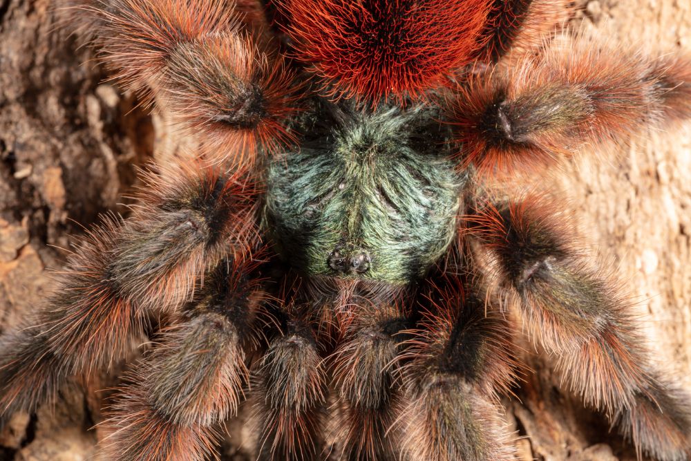 Tarantula close up