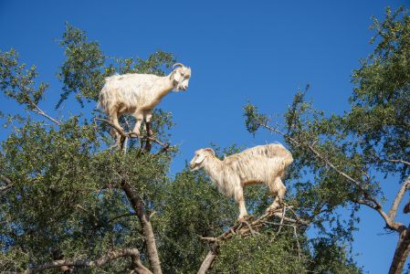 Goats in a tree