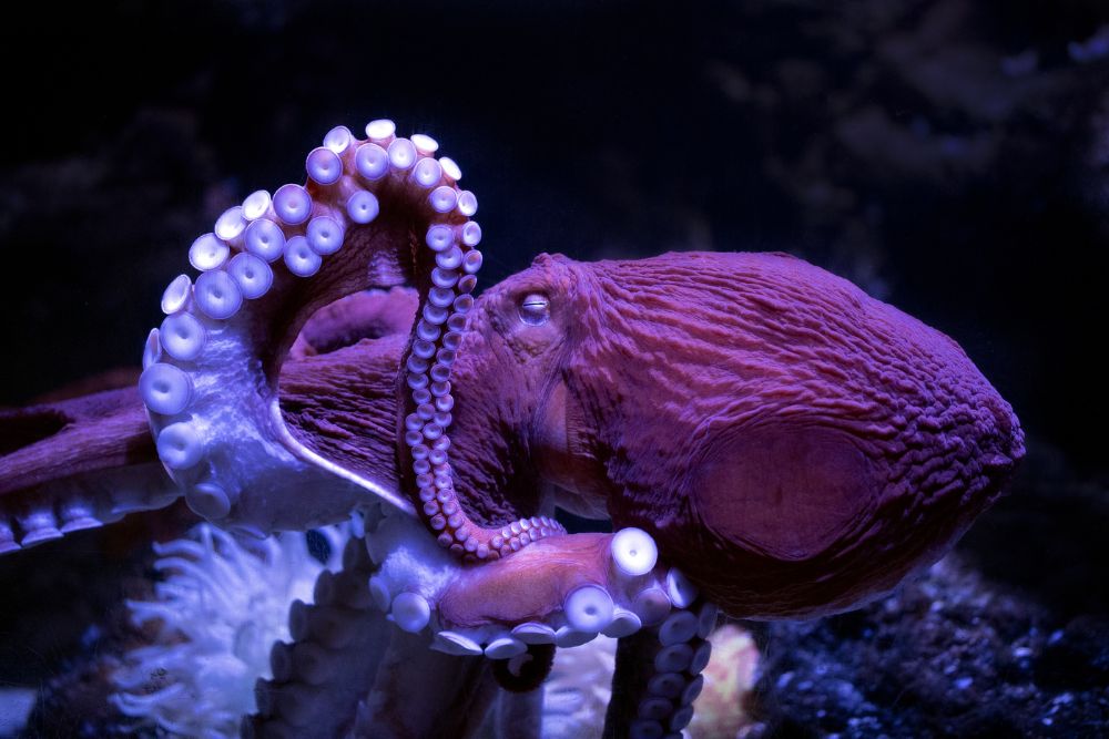 purple octopus