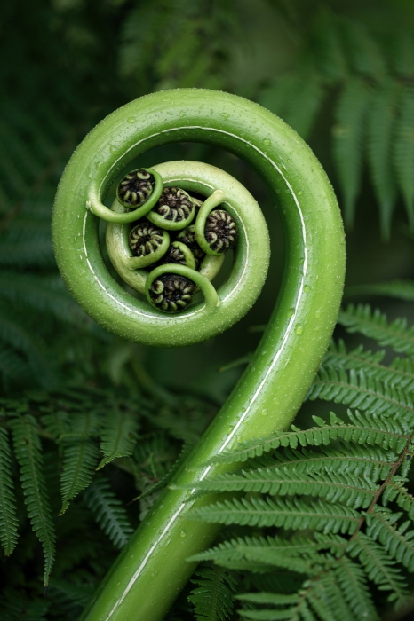 Fiddlehead II