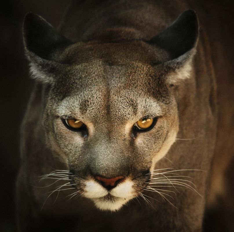 Mountain Lion