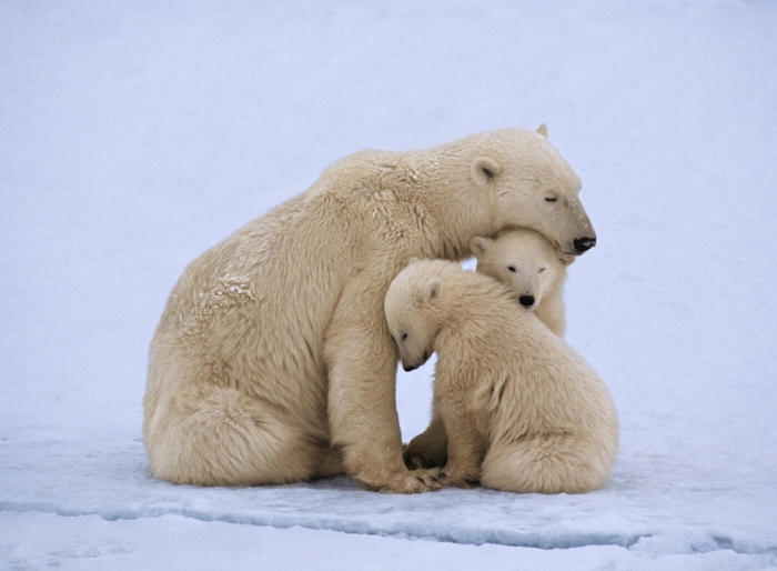 Polar bear family