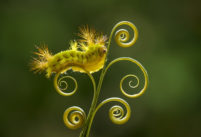 Fiddlehead and caterpillar II