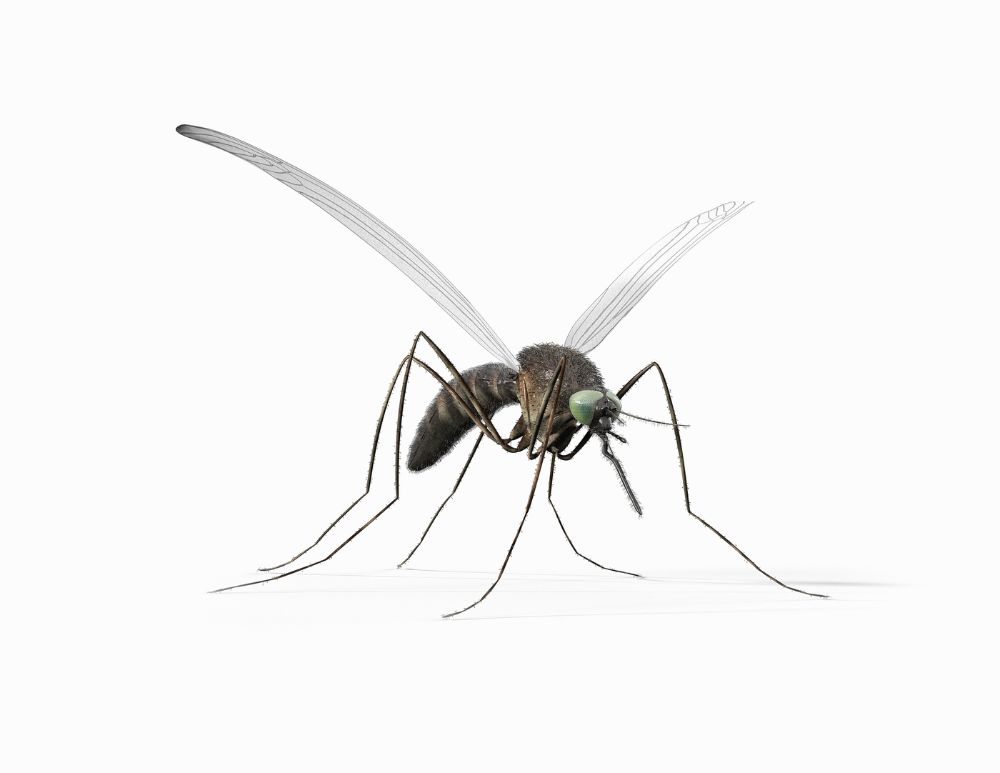 Mosquito