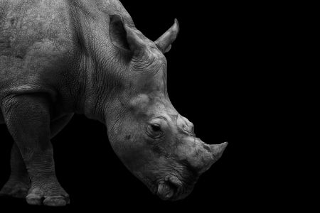 White Rhinoceros