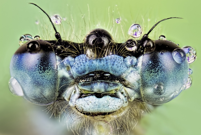 Insect eyes close up II