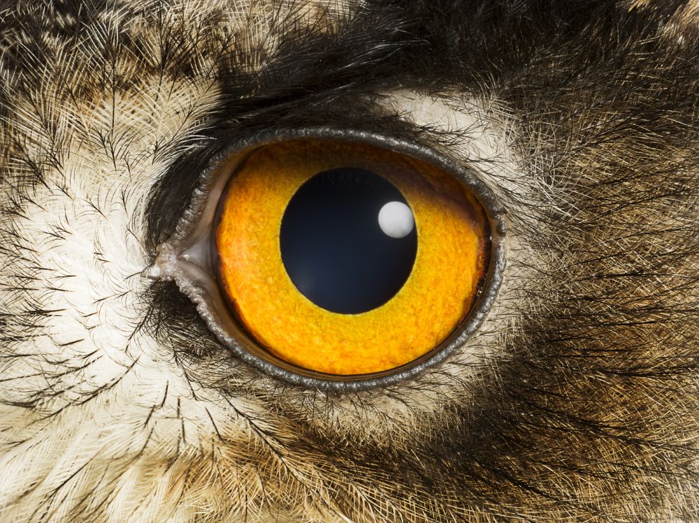 Owl eye close up