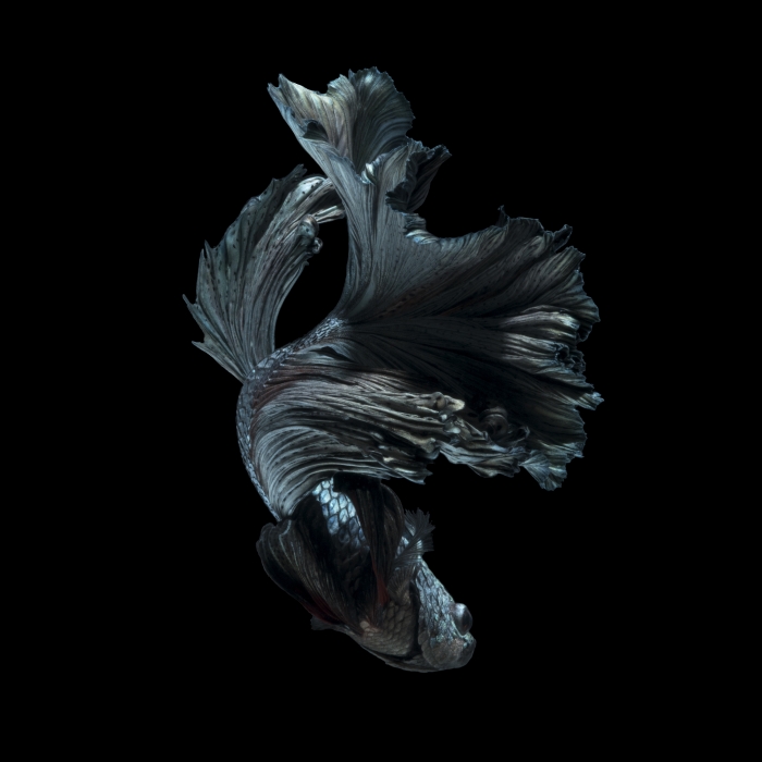 Betta fish II