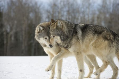 Wolves in love