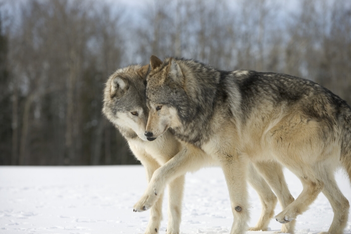 Wolves in love