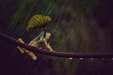 Frog with umbrella