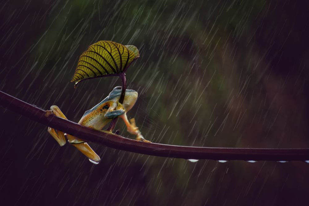 Frog with umbrella