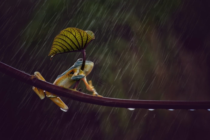 Frog with umbrella