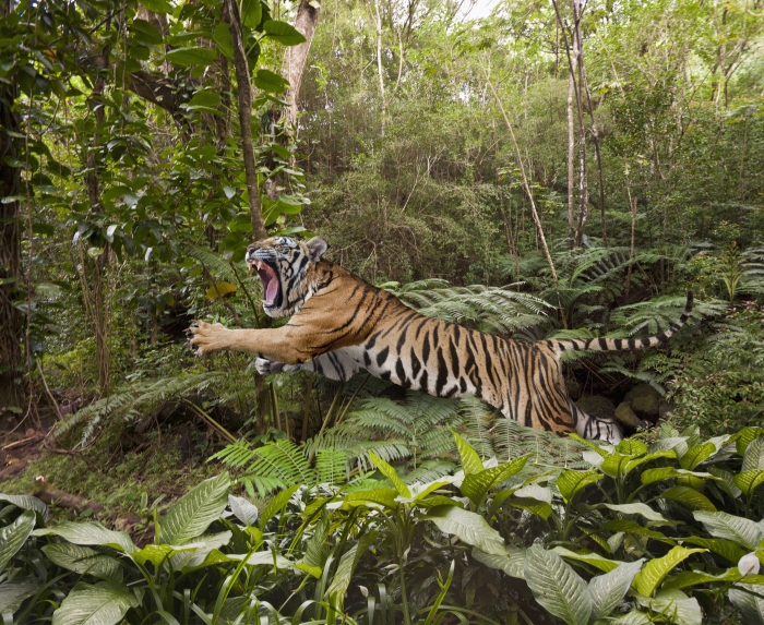 Leaping Tiger