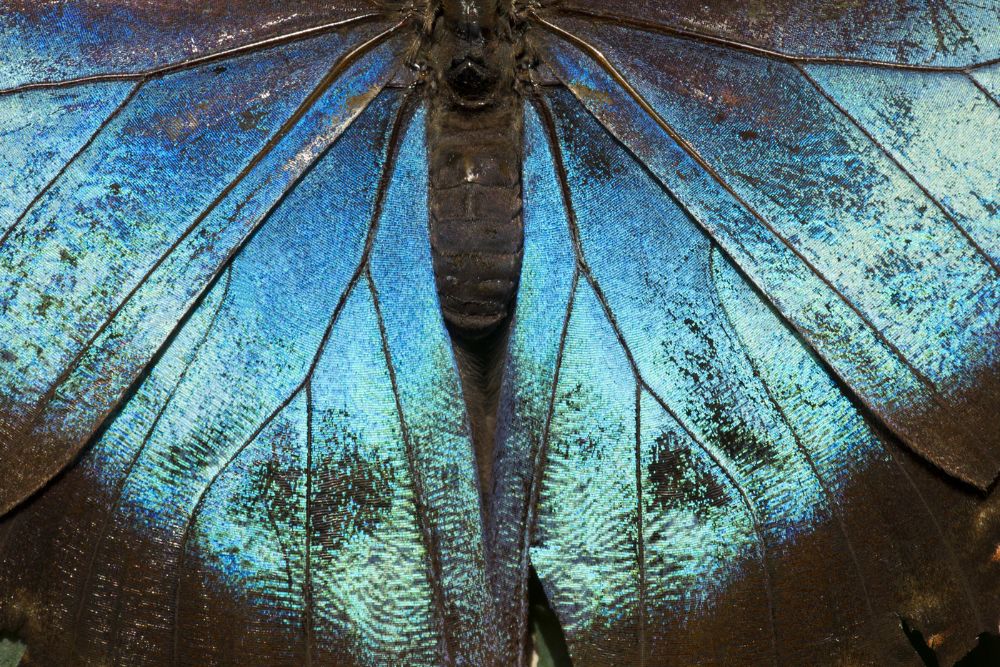 Iridescent moth wings