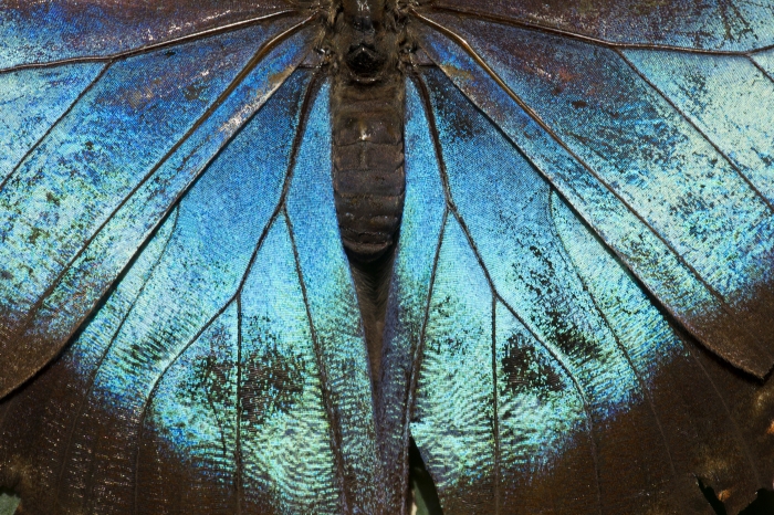 Iridescent moth wings