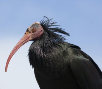 Ibis close up