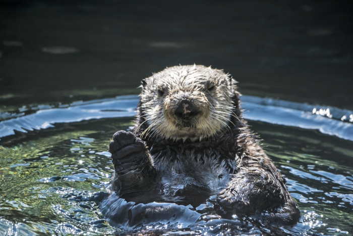Happy otter
