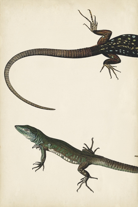 Lizard Diptych I