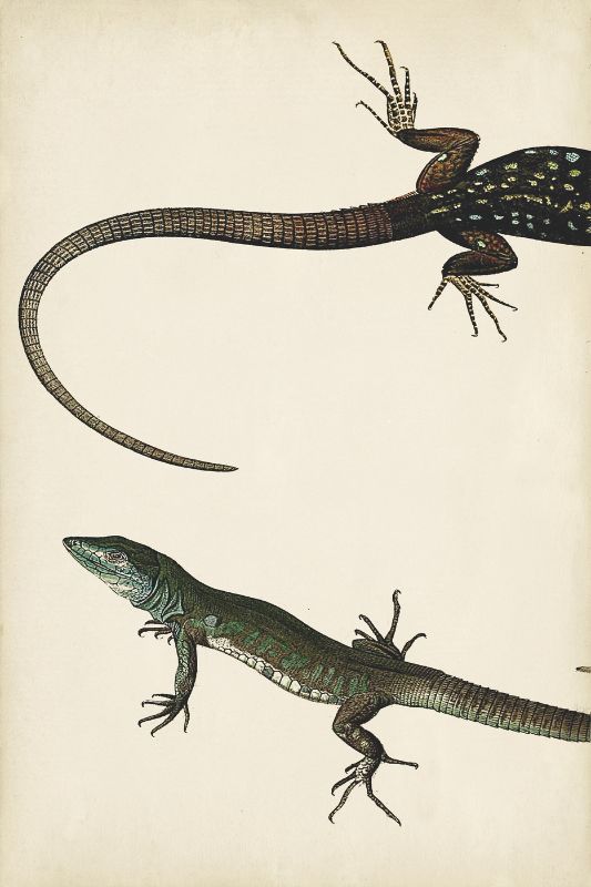 Lizard Diptych I