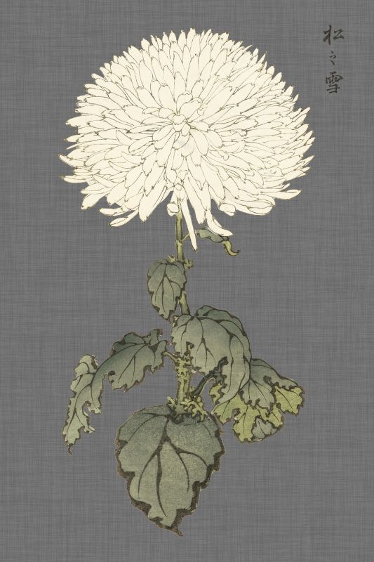 Dramatic Ivory Mums I